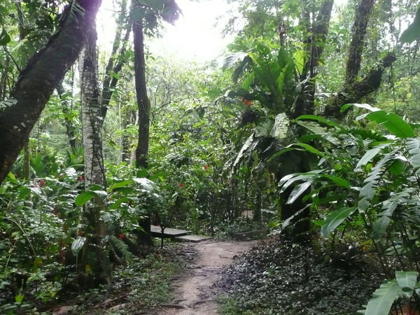 El Pachan Jungle