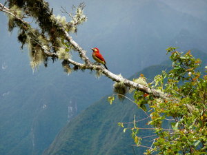 Inca Trail Bird