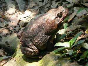 Huge Toad