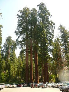 Sequoia National Park