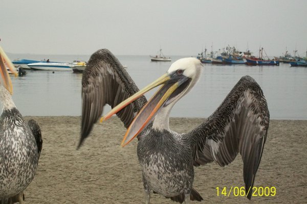 Angry Pelican