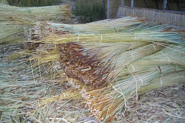 Tatora reeds drying.