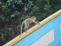 Monkey running up the rail.