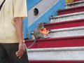 Monkey on steps.
