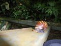Large Snail