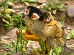 Squirrel monkey and baby