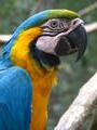 Amazonian Macaw, Ecuador
