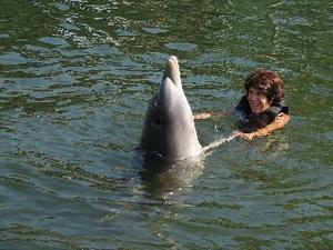 Dolphin Swim, Florida Keys