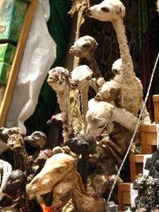 Llama fetuses for sale, La Paz, Bolvia