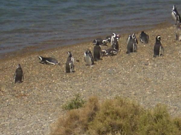 penguin colony, Valdez Penninsula