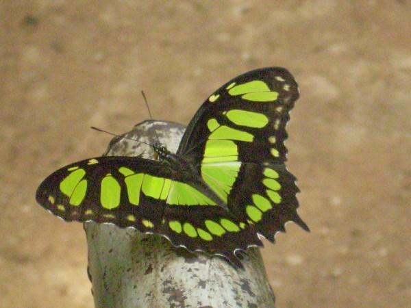 Butterfly-Iguazzu Falls