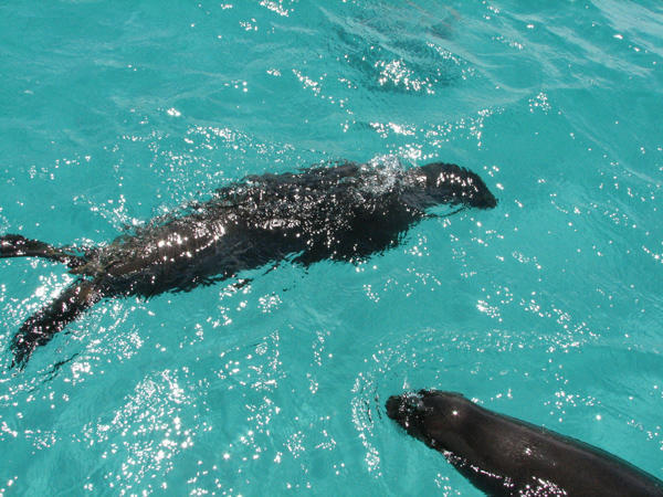 Swimmin With Sealions, Galapagos
