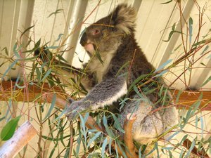 koala again