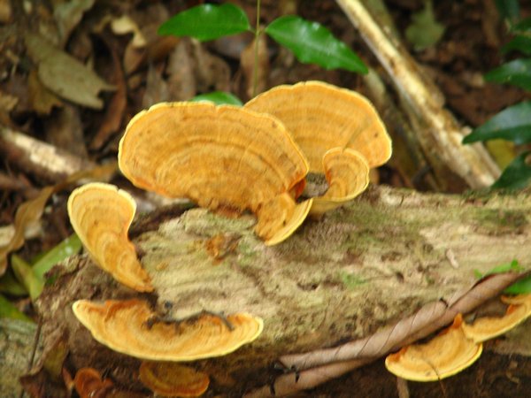jungle mushrooms