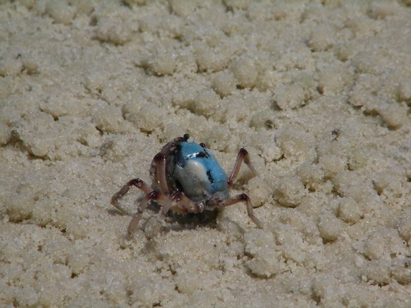 soldier crab up close