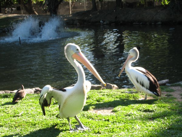 pretty pelicans
