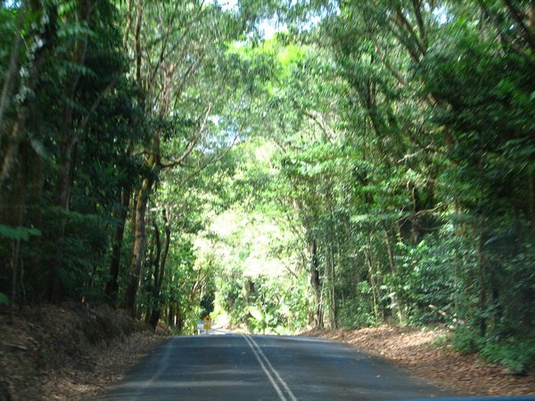 into the Daintree forest