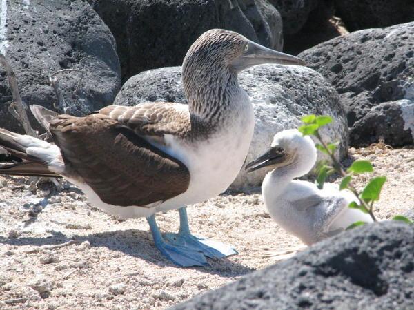 Blue Footed Booby and Baby