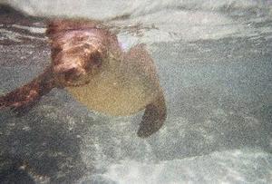 Swimming with Sea lion