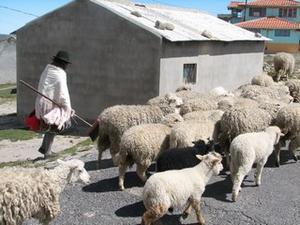 Sheep hearder-Lake Quilatoa area
