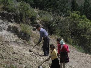 Andean field worker