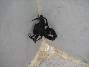 Scorpion in the shower