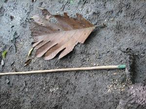 Huge leaf next to rake