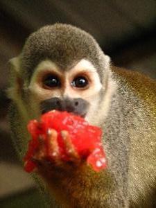 Squirrel monkey eats watermelon