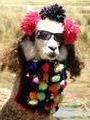 Gussied up Llama