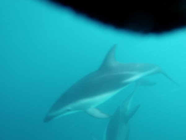 Dusky Dolphins!!!!