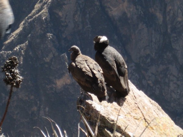 We were so close to these two condors - unbelieveable!