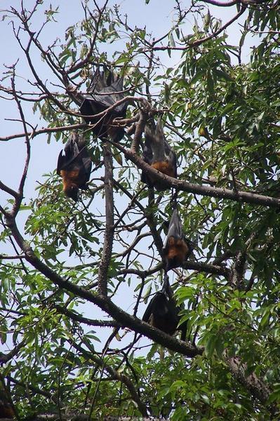 Flying Foxes... BATS