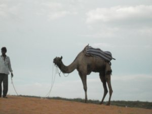 jays; pictures of pushkar 029