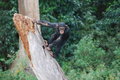 Chimp lookout