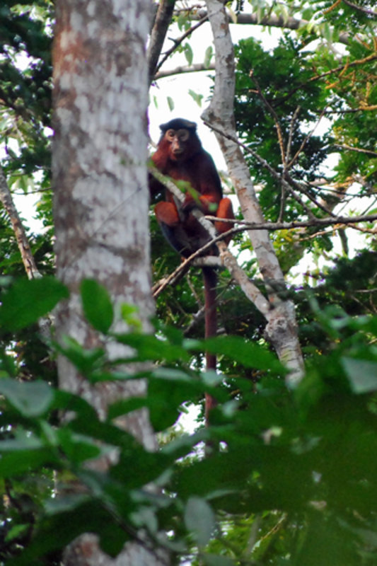 Red Colobus Monkey