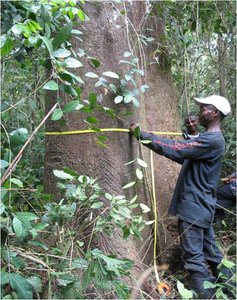 Measuring of trees for GRNP REDD Project