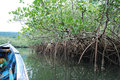 Magnificent mangroves