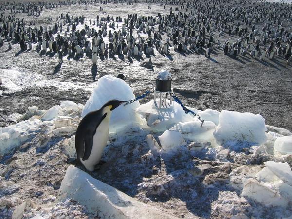 Penguin Inspection