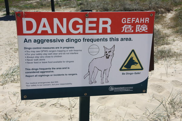 Dingos are in this area