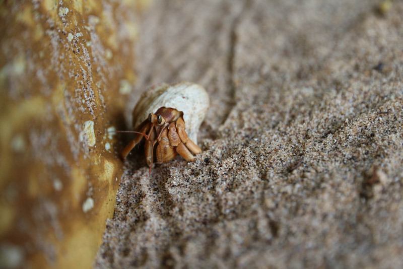 One of the hundreds of hermit crabs that hung out with me on the beach in Darwin