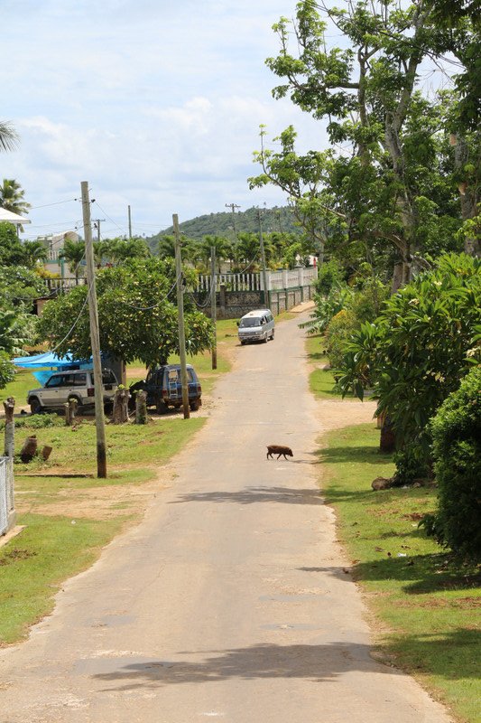 Street with a wandering pig in Vav'au, Tonga