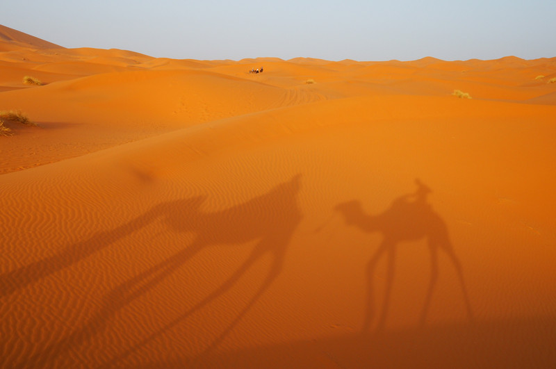 Obligatory camel shadow shot