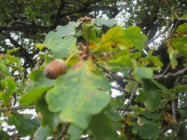 A zillion acorns...