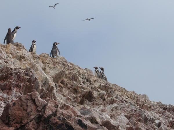 Penguins at Ballestos Islands