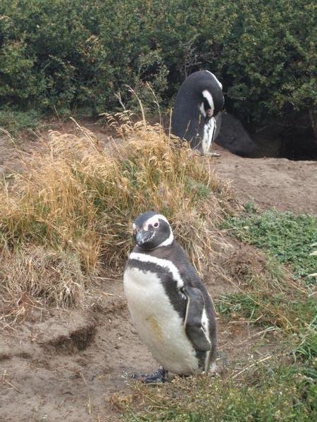 Penguins at Otway Sound 