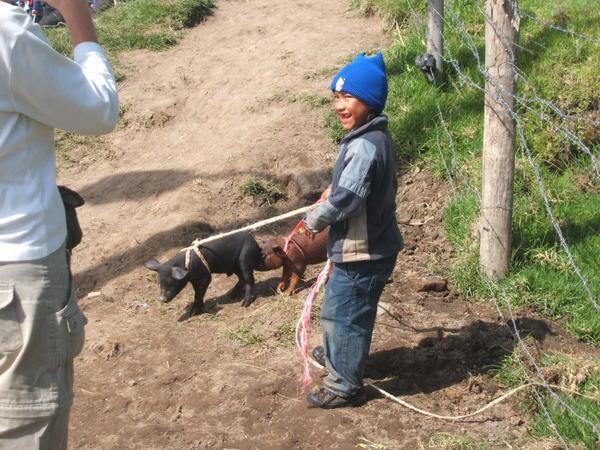 Local boy taking 2 little piggies to market!