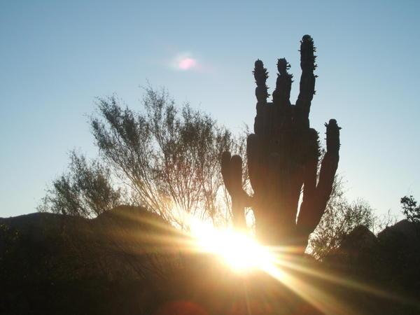 Sunrise thro a cactus, Danzante