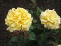 2 yellow roses in hamilton garden