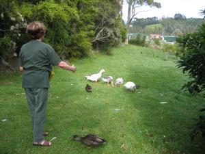rhondda feeding her duckies