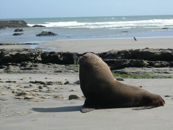 Seals at Farewell Spit